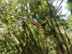 Chenoderus testaceus