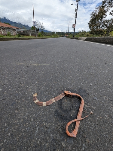 Yellow-headed Flame-Snake