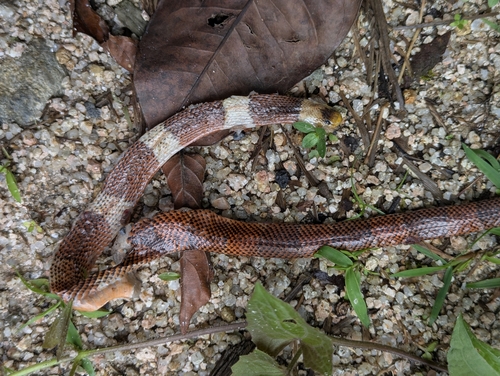 Yellow-headed Flame-Snake