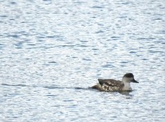 Lophonetta specularioides