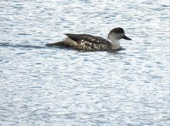 Lophonetta specularioides