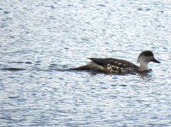 Lophonetta specularioides