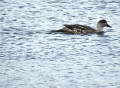 Lophonetta specularioides