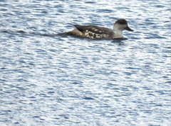 Lophonetta specularioides