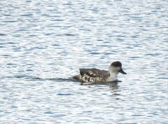 Lophonetta specularioides