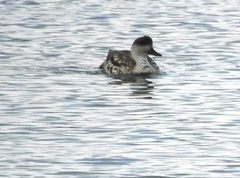 Lophonetta specularioides