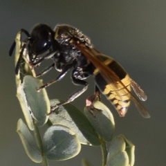 Pachodynerus guadulpensis