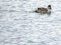 Lophonetta specularioides