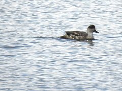 Lophonetta specularioides