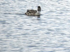 Lophonetta specularioides