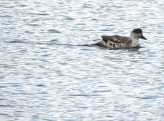 Lophonetta specularioides