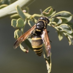 Pachodynerus guadulpensis