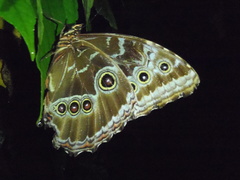 Morpho helenor maculata