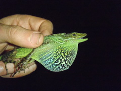 Anolis aequatorialis