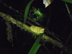 Bothrops osbornei
