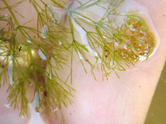 Nitella pseudoflabellata