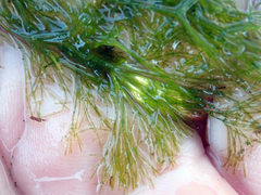 Nitella pseudoflabellata