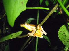 Dendropsophus carnifex