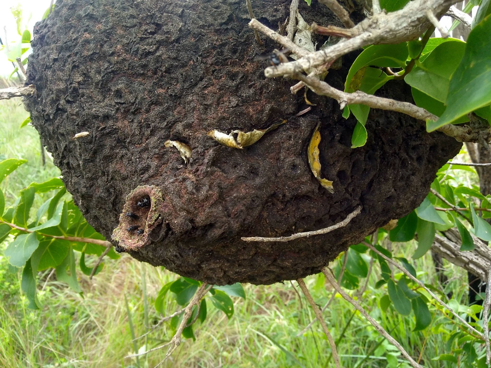 Abelhas sem ferrão: Irapuã (Trigona spinipes)