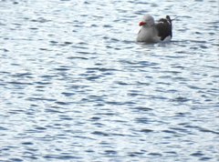 Leucophaeus scoresbii