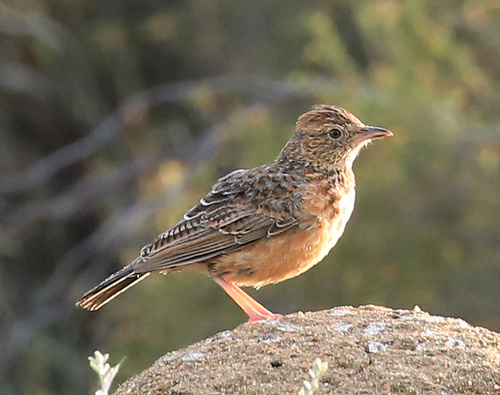 Cape Clapper Lark (Corypha apiata), photo 6
