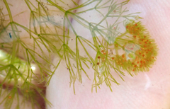 Nitella pseudoflabellata