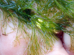 Nitella pseudoflabellata