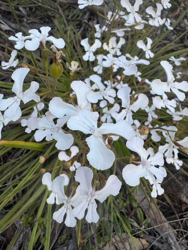 milkmaids triggerplant (Stylidium caricifolium)