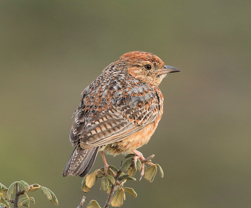 Cape Clapper Lark (Corypha apiata), photo 10