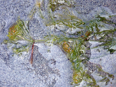 Nitella pseudoflabellata