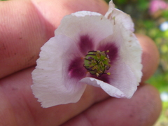 Papaver somniferum setigerum