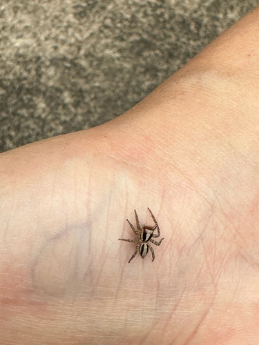 Plexippus setipes