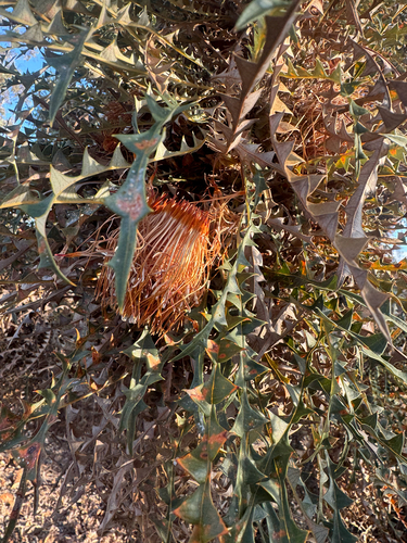 golden dryandra (Banksia nobilis)