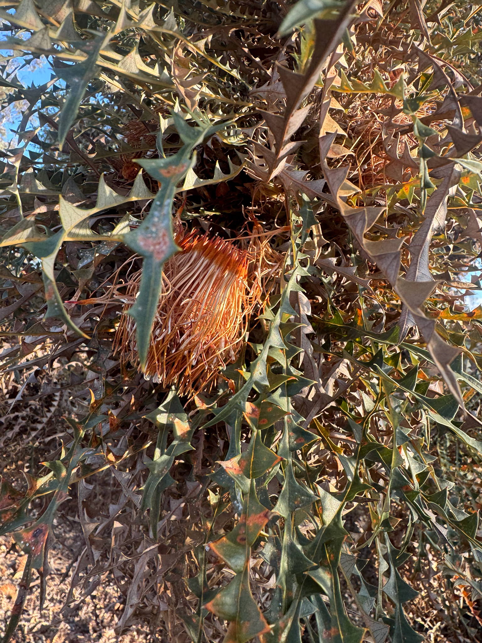 Golden Dryandra (Banksia nobilis)
