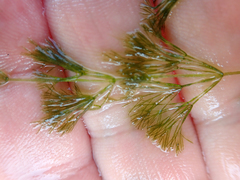 Nitella pseudoflabellata