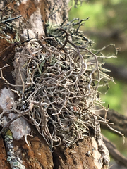 Dendrographa leucophaea