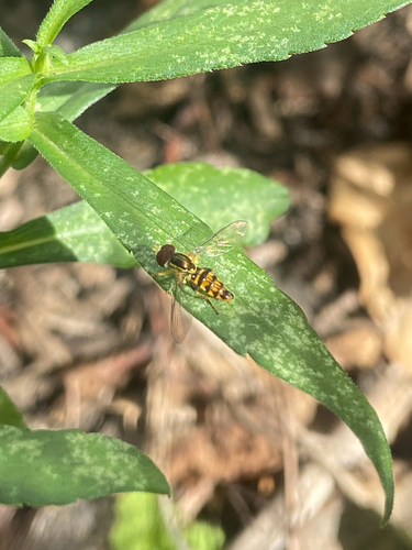 Unknown species found near East Ave, Norwalk, CT, US