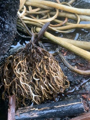 Laminariaceae