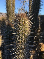 Trichocereus nigripilis