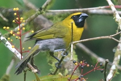 Caryothraustes poliogaster