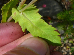 Papaver somniferum setigerum