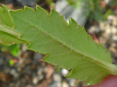 Papaver somniferum setigerum