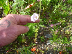 Papaver somniferum setigerum
