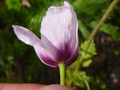 Papaver somniferum setigerum