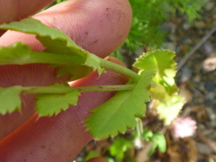 Papaver somniferum setigerum