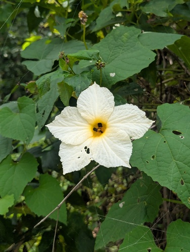 Teasle Gourd (Momordica dioica)