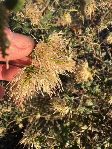 Tassel Grevillea (Grevillea tenuiflora)