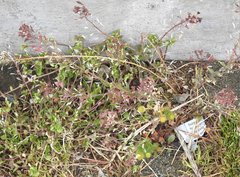 Capsella bursa-pastoris