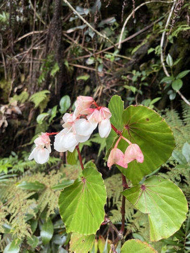 Begonia burbidgei