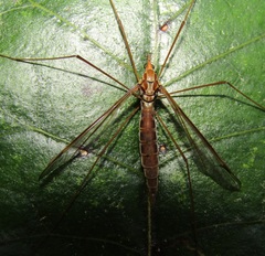 Leptotarsus elongatus
